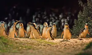 Phillip Island Penguin Parade Express Tour