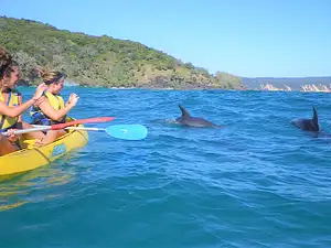 Noosa Dolphin View Sea Kayak & Beach 4X4 Adventure - Day Tour