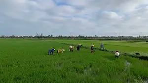 Countryside Scenic Cycling | Half Day Private Tour