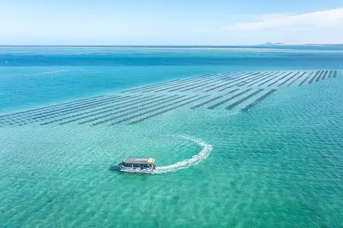 Coffin Bay oysters