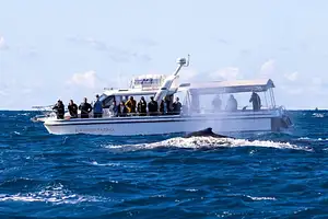 Sydney Whale Watching Tour | Circular Quay departure