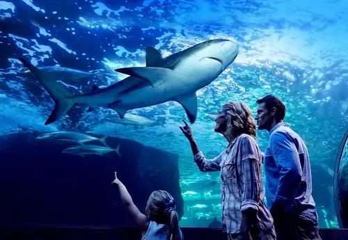 Night at the Aquarium – Cairns After Dark Experience with Optional 2 Course Dinner