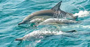 Dolphin tours in New South Wales