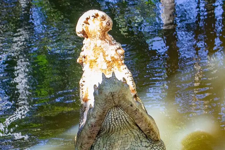 Exclusive Saltwater Crocodile Feeding Experience in Port Douglas