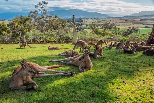HERO Bonorong - Kangaroos.jpeg